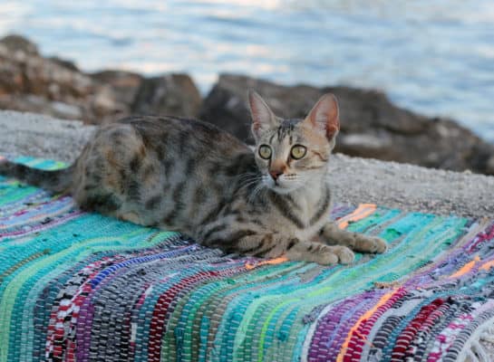 katt grekland, greece, stränder, grekiska, greek, greece, beach, ellada, islandhopping, grekland, islands